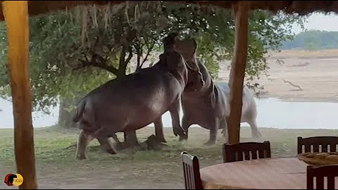 Angry Hippos Fight INSIDE PRIVATE CAMP!!!