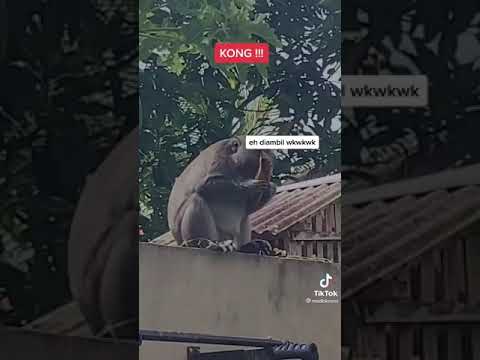 monyet siapa ini hahaha