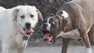 DOG MEMES & FUNNY VIDEOS 2021 - Top Funny DOGS Videos| TRY NOT TO LAUGH | Best funn4 by Best Funny4 417 views 3 years ago 6 minutes, 25 seconds