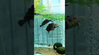 Tortoise Tank #fish #aquarium#tortoise#shorts#tank#aquarium#plantedtank #swimforthedream