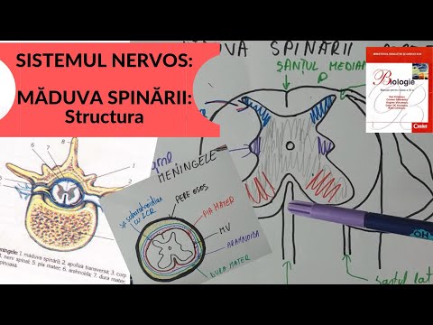 ADMITERE MEDICINA: SISTEMUL NERVOS 4: MADUVA SPINARII - Structura