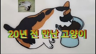 고양이 나이 20살.. 안락사 하지 않은 이유