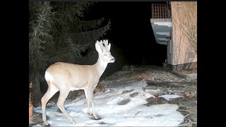 A deer's front yard visits | Trail camera | Wild life | Deer | by Nature At My Doorstep 249 views 3 months ago 5 minutes, 33 seconds