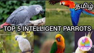Top 5 Intelligent Parrots Birds Of Bennett
