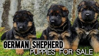 German Shepherd Puppies For Sale | More Details On My Description.#germanshepherd#gsd#gsdpuppy#dog