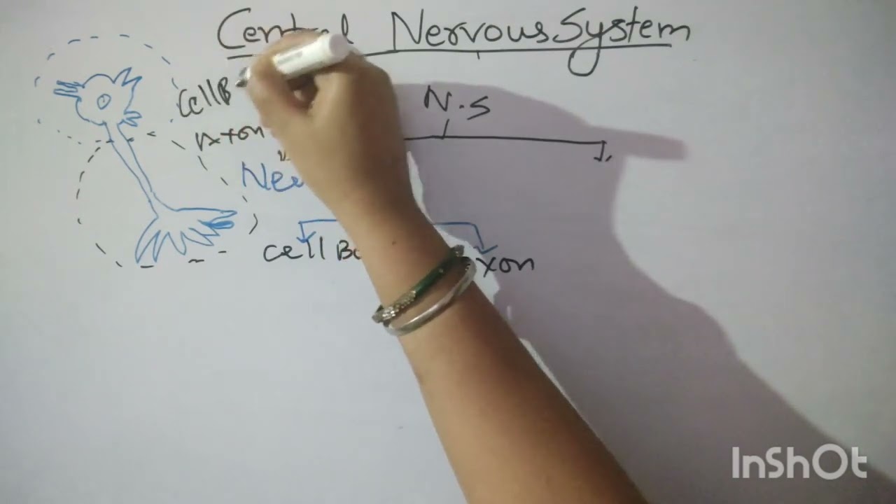 Central Nervous System.
