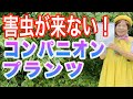 コンパニオンプランツは相性の良い野菜と植えると害虫対策や生育を助ける効果があります