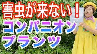 コンパニオンプランツは相性の良い野菜と植えると害虫対策や生育を助ける効果があります