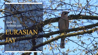 Eurasian Jay [Garrulus Glandarius]