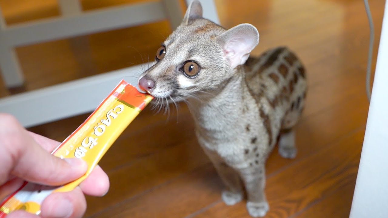 部屋んぽにテンションが上がりまくるアカブチジェネット Youtube