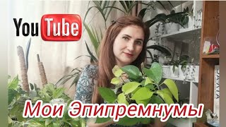 Эпипремнумы - моя коллекция! Обзор сортов и тонкости ухода! Чем они отличаются от Сциндапсусов!