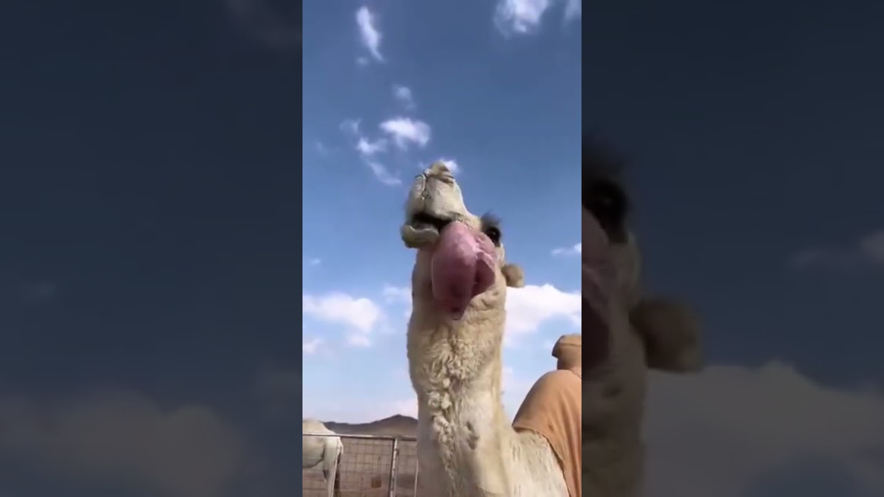 The biggest Dulla of a male camel that attracts females. 