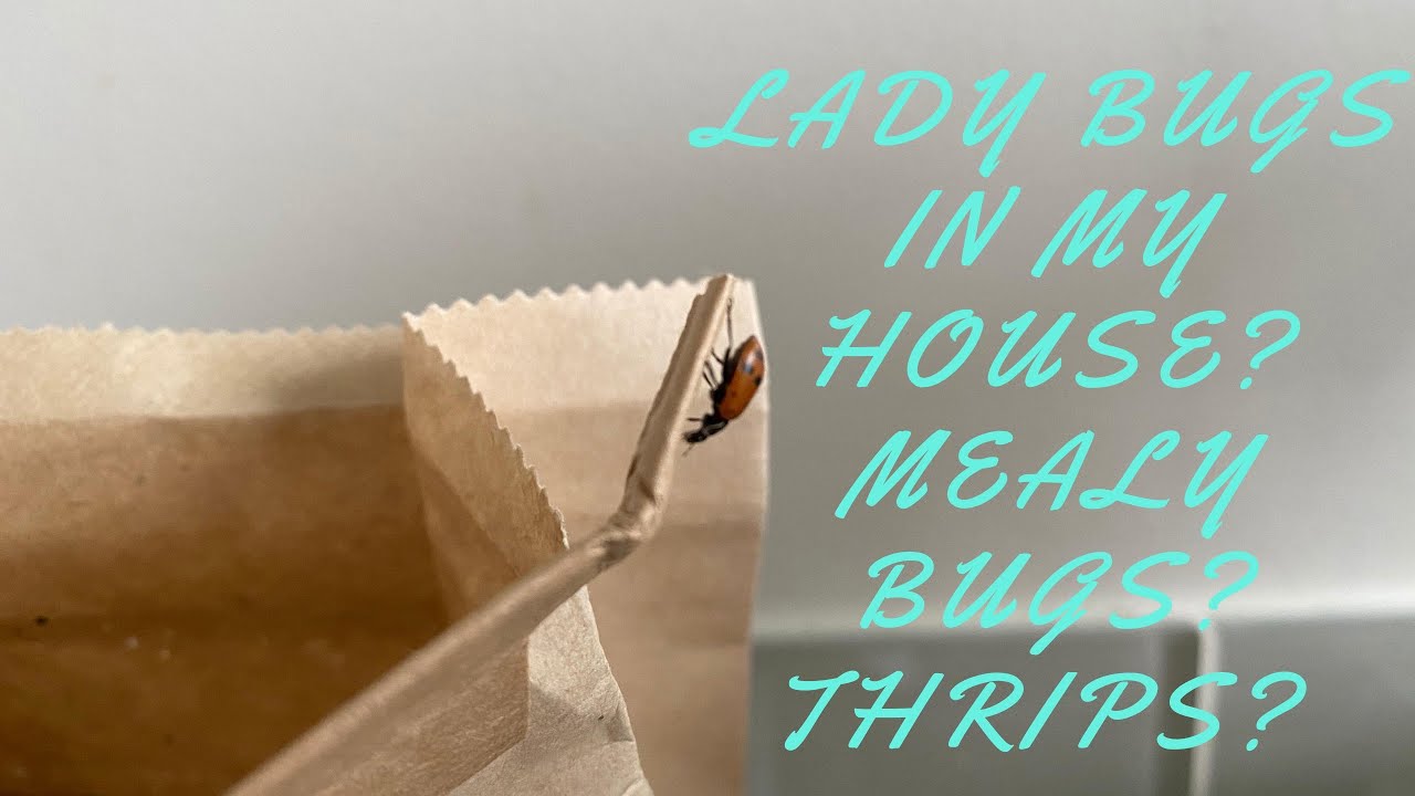 I FOUND THRIPS AND MEALY BUGS: I released lady bugs in my house