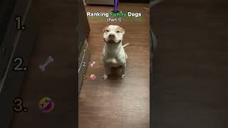 Ranking Funny Dogs 🤣 (Part 1)