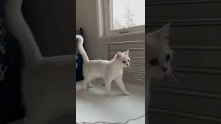 British Shorthair Walk