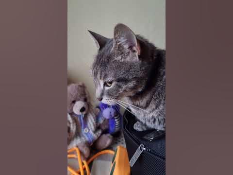 Сумчатая кошка - YouTube