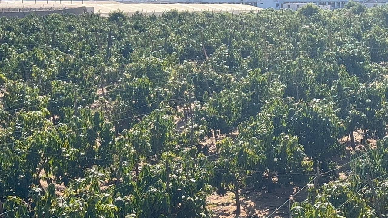 CLP مزرعة للبيع نموذجية 25 فدان في النوبارية طريق مصر اسكندرية الصحراوي