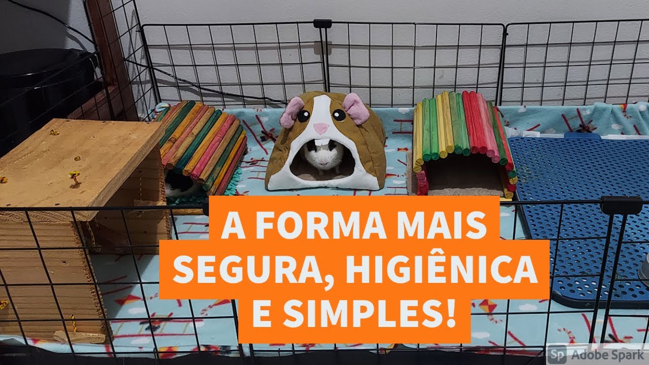 Como eu arrumo o cercado dos meus porquinhos da índia hoje em dia!