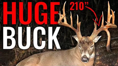 Urban Buck Located with Drone Deer Recovery