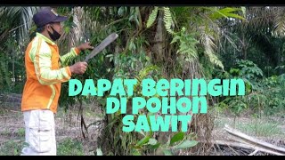 BERINGIN IPRIK DI POHON KELAPA SAWIT