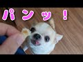 パン大好きなスムースチワワが、可愛らしく真剣に食べる微笑ましい姿🐶 (スムチー、chiwawa, chihuahua)