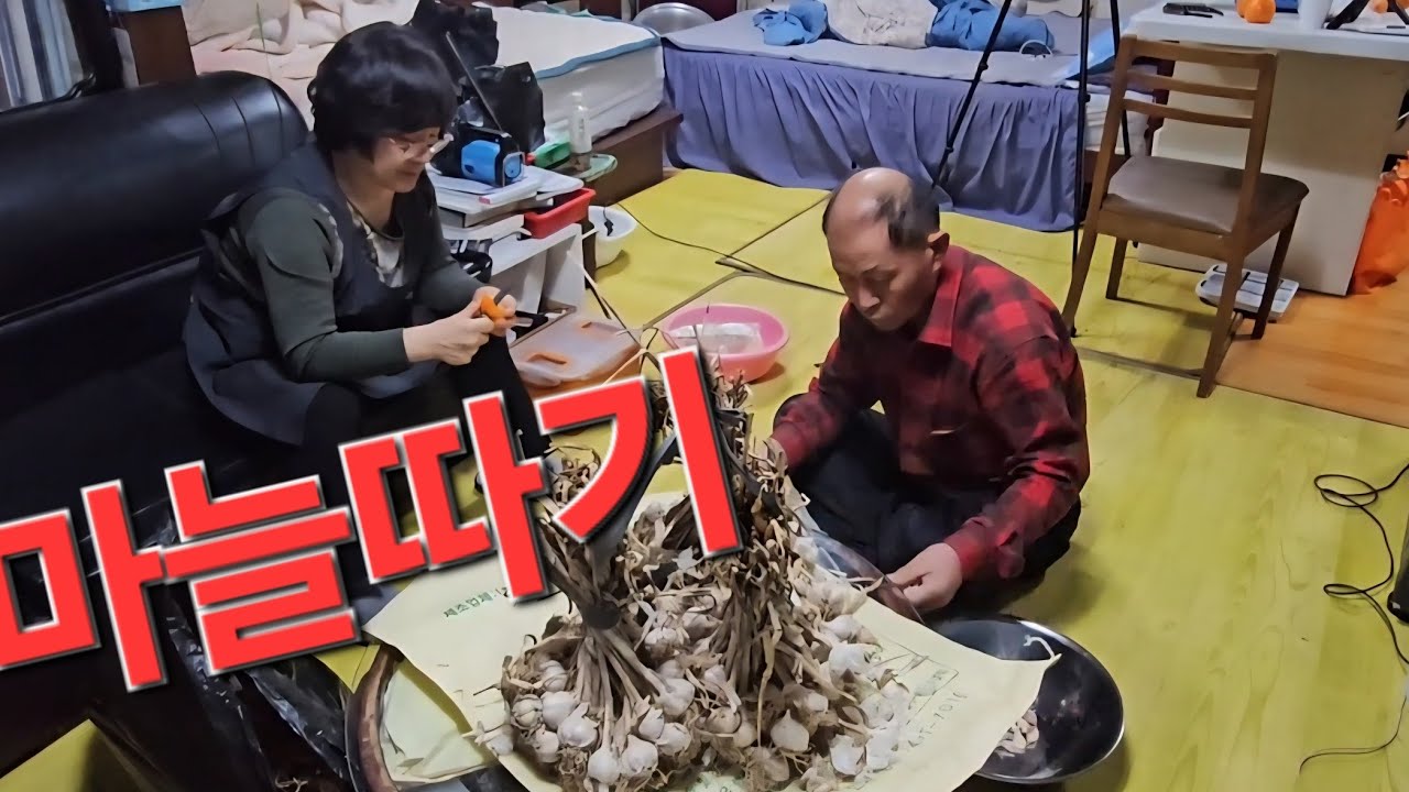 마늘 따서 냉장고어 넣기