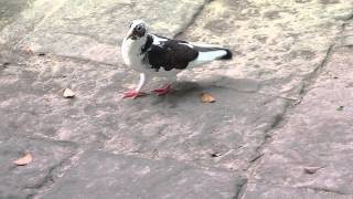 鴿子可愛1030402台中公園.台灣