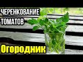 Как быстро размножить томаты? Клонируем редкие кусты!