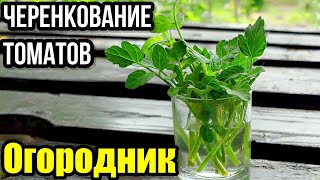 Как и зачем черенковать томаты?