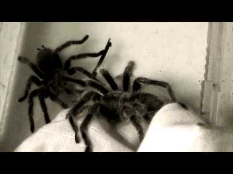 G. Rosea & G. Porteri make love..? - YouTube
