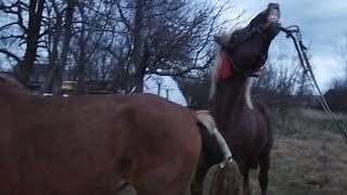 ЖЕРЕБЕЦ БАСТИОН УЛЫБАЕТСЯ ОТ УДОВОЛЬСТВИЯ/stallion Bastion smiling with pleasure