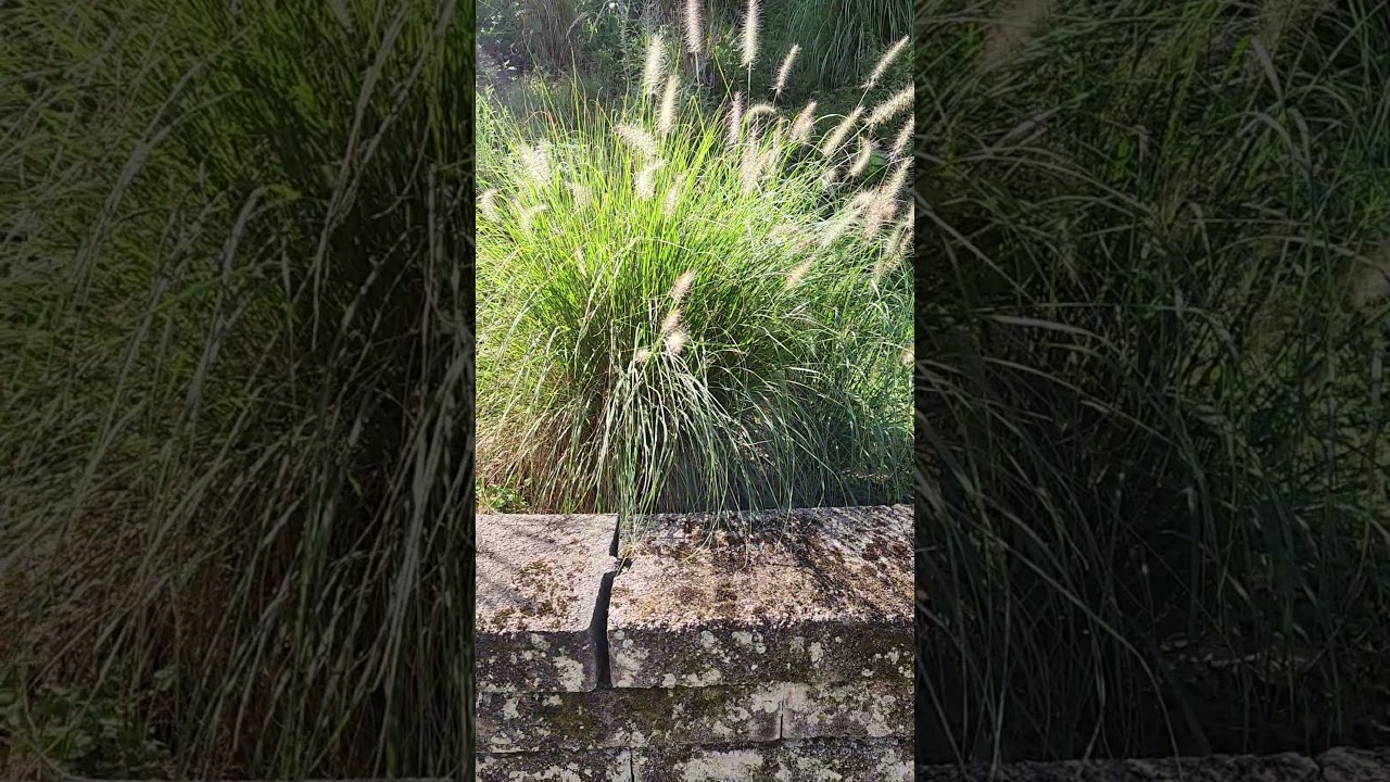 #hamelnfountaingrass