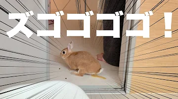 ガラスのうさぎ 入浴 Mp3