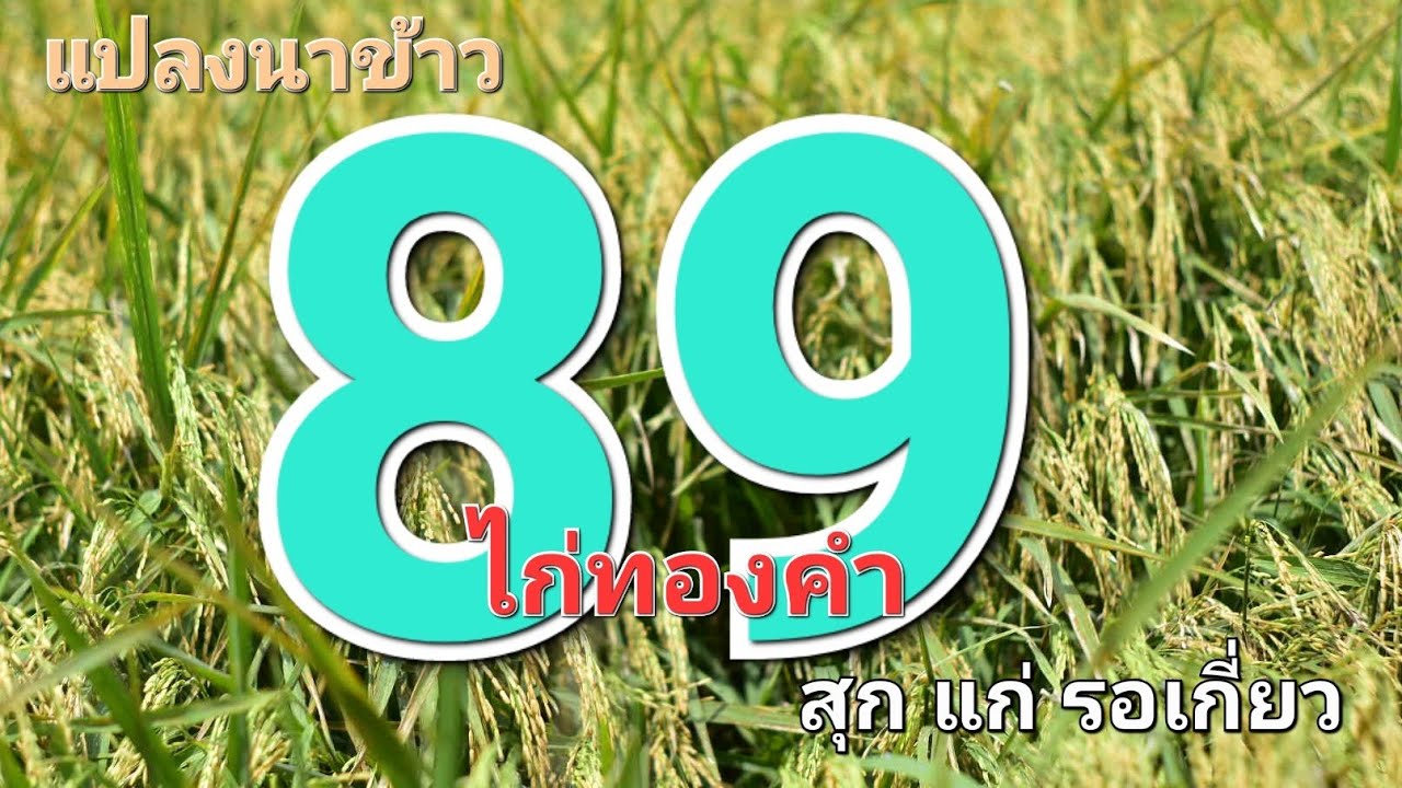 แปลงนาข้าว 89 ไก่ทองคำ ระยะ 83 วัน สุกแก่รวงเหลืองสวย แต่ใบธงยังเขียว รอเก็บเกี่ยว
