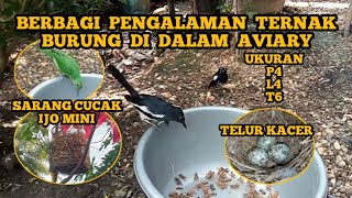 CARA MUDAH TERNAK BURUNG KACER BAGI PEMULA DI KANDANG AVIARY - PENGHOBI BURUNG CHANNEL