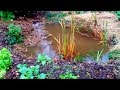 Permaculture Garden after HEAVY rain