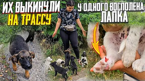 Много щенков выкинули на трассу на смерть .Я в шоке. Стерилизуйте своих собак🤬