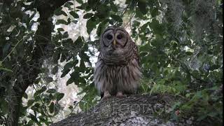 barred owl hooting on a branch