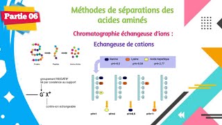 Biochimie Structure Des Protéines Partie 0614