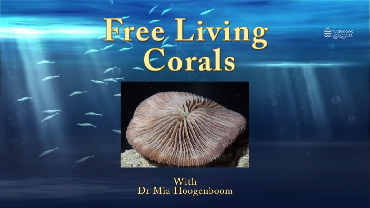 An introduction to free living corals - JCU Classroom on the Reef - YouTube