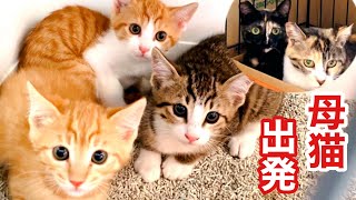 【5匹の元野良猫親子】子猫 病院で大暴れ! 母猫 地域猫へ出発!