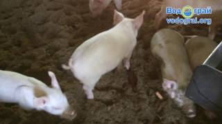Биопрепраат Водограй Чистый Хлев Глубокая подстилк...