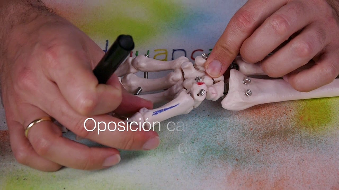 MÚSCULO OPONENTE DEL PULGAR - YouTube