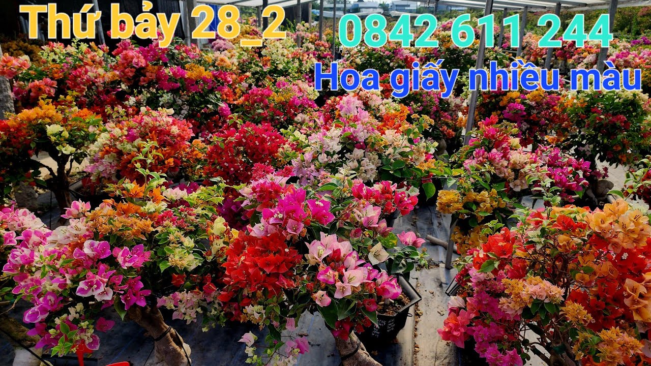 Ngày 28_2_2026 hoa giấy nhiều loại đổi màu giá tốt ☎️0842 611 244. CTMT 