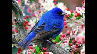 گنجشکک جمشید پروانی ____ Gonjeshkake Telaye