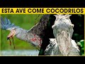 Cosas Que No Sabias De La Cigüeña Picozapato | shoebill