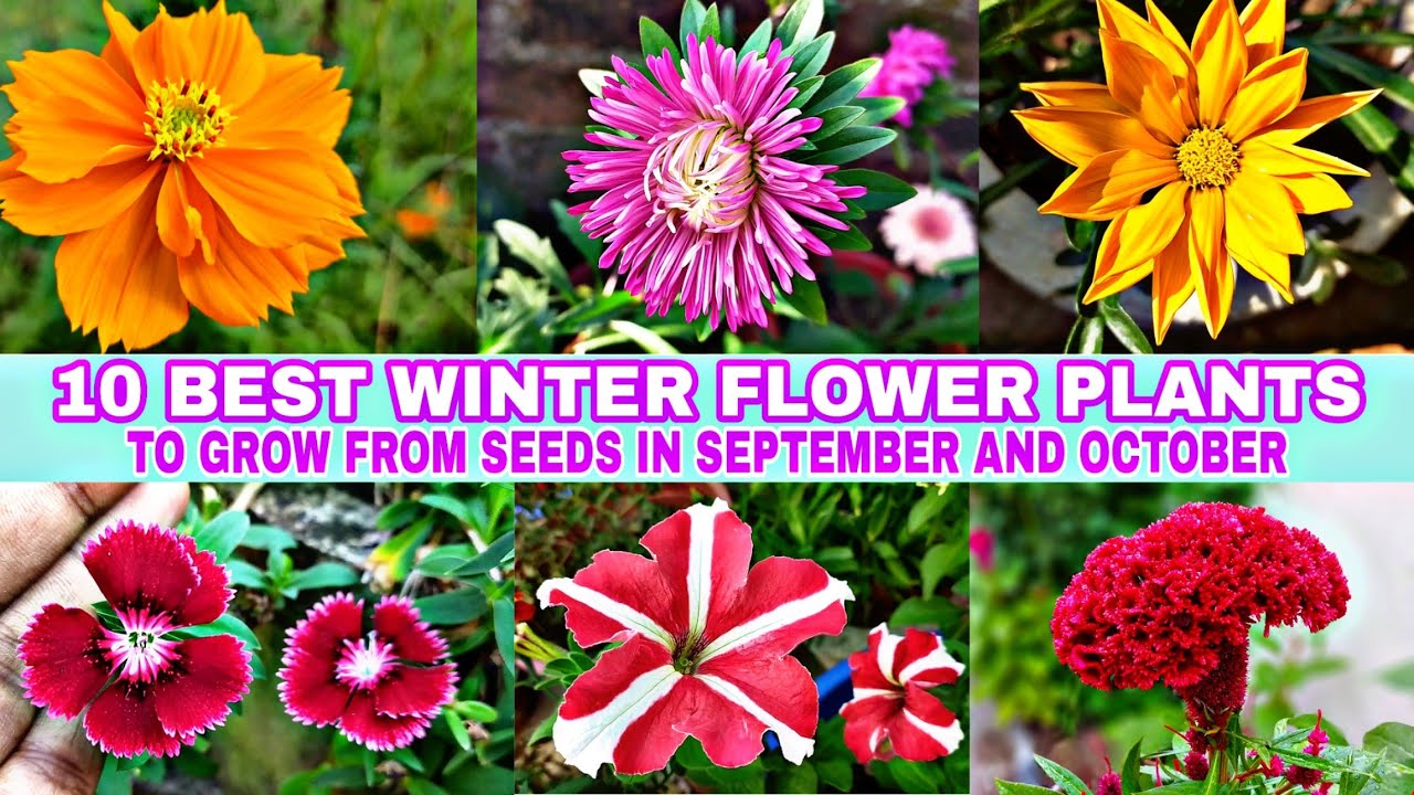 10 Best Winter Flower Plants to grow from seeds in september and