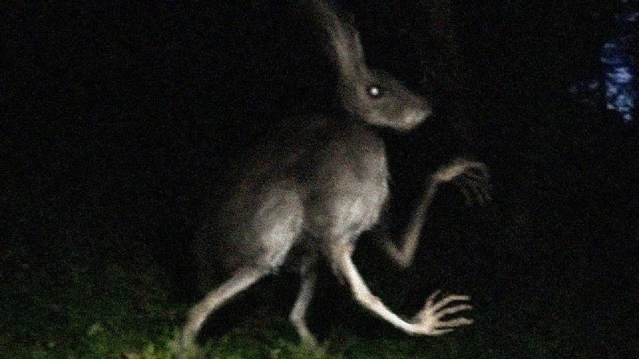 Creepypastas para tener de fondo mientras descubro a mi primito comiéndose un moco (tiene 20 años)