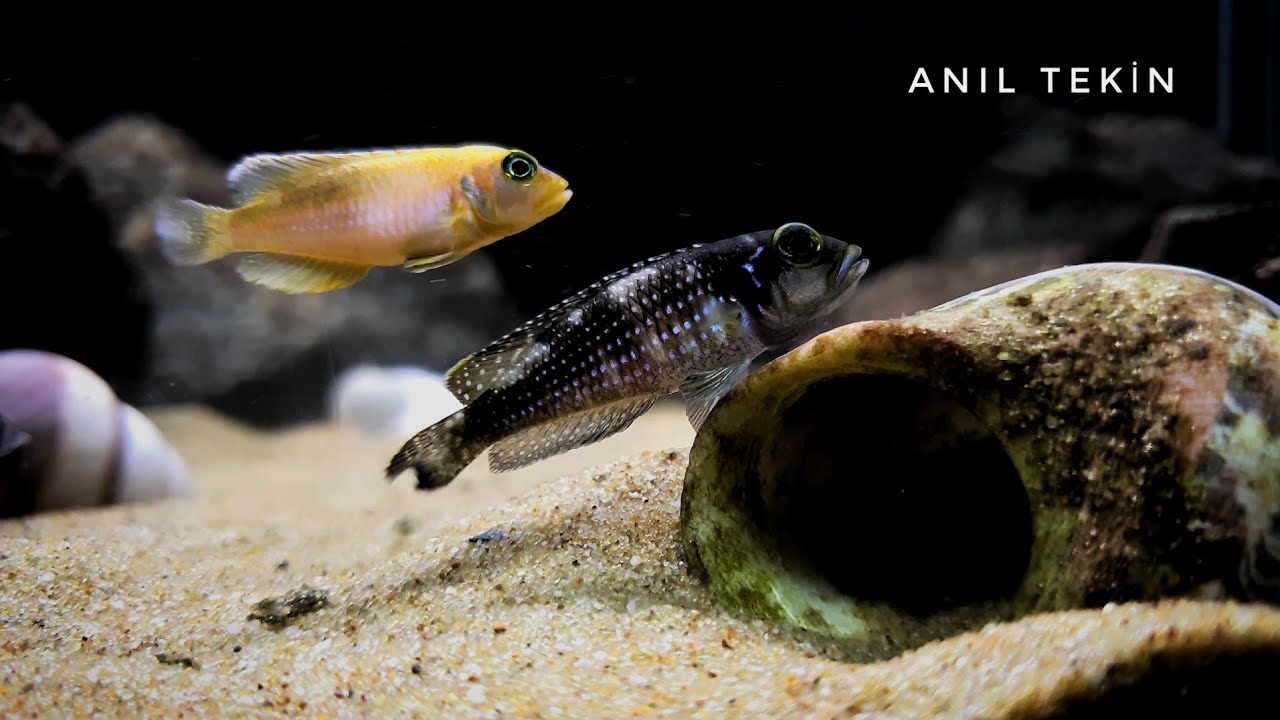 Lamprologus Ocellatus Gold an Lamprologus Meleagris Natural Design