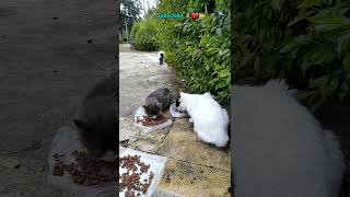 Feeding Cats😻 #CatsofAmerica #CatsofCanada #CatsofEurope #KittyTV #CatLoversUnite #cat  #CatChannels